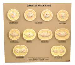 Animal Cell Mitosis Model 21 Inch Features 10 Phases Mitosis Animal Cell Science Cells