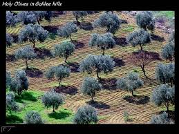 Bildergebnis für ‫صور فلسطينية قديمة‬‎