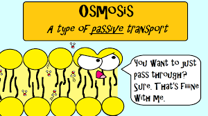 Osmosis Is A Type Of Passive Transport Meaning That It Doesn T Require Energy Learn More About Osmosis In Our V Teaching Biology Science Humor Teaching Cells