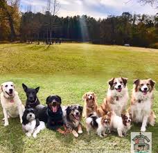Austin is a very pet friendly city and there are many places for you and your dog or cat to live. Lazy Paws Dog Ranch Opens In Montgomery Community Impact Newspaper