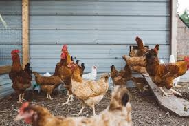 Apakah langkah yang boleh diambil oleh rakyat bagi mengatasi kesempitan kehidupan selepas kenaikan harga barang? Kenaikan Harga Ayam Beri Kesan Hadapi Covid 19