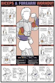 biceps and forearm professional fitness workout wall chart