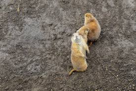 Image result for Cynomys gunnisoni obrázek