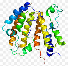 Maybe you would like to learn more about one of these? S100a11 S100 Protein Gene Protein Pengikat Kalsium Z Bermacam Macam Lainnya Wallpaper Komputer Png Pngwing