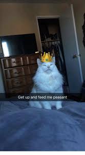 Memes Peasant And Get Up And Feed Me Peasant Funny Cat Captions Cat Captions Funny Animals With Captions