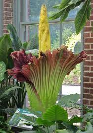 The Corpse Flower Amorphophallus Titanum Botanical Gardens Corpse Flower Amorphophallus Titanum