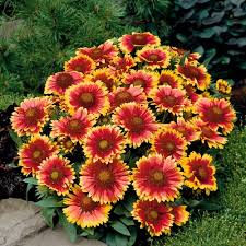 Maybe you would like to learn more about one of these? How To Grow Gaillardia Seeds Summer