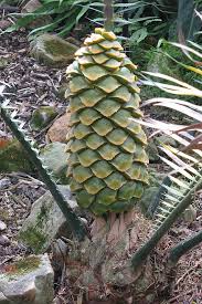 Image result for Encephalartos villosus