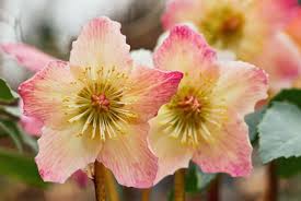Avec le froid qui arrive très vite, on pourrait facilement croire qu'il n'y plus rien à faire au jardin. Plantes Et Fleurs Qui Fleurissent L Hiver Au Jardin