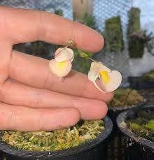 Image result for Utricularia sp.no.1
