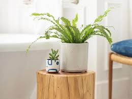 Living plants make bathrooms more pleasant places for users, improving the decor and air quality. 7 Air Purifying Shower Plants That Keep Your Bathroom Fresh Allure