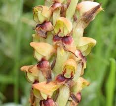 Image result for Disa ochrostachya