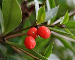 Image result for Alyxia