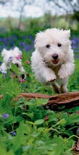 STATEMENT FROM THE KENNEL CLUB CHAIRMAN