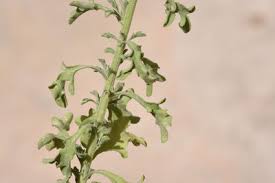 Image result for Eschenbachia stricta