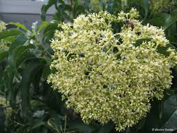 Image result for Nuxia oppositifolia