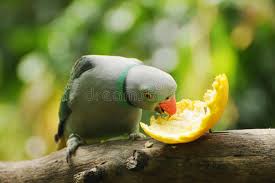 A dispetto della sua mole ridotta, tuttavia, richiede gabbie di una certa dimensione ed è preferibile ospitarlo in voliera dal momento che è un buon volatore. 140 Parrocchetto Dal Collare Indiano Foto Foto Stock Gratis E Royalty Free Da Dreamstime