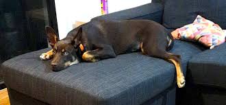 The australian kelpie is not aggressive but won't hesitate to protect family members, animals or property, often without regard for their own safety. Breed Guide Kelpie Pet Circle