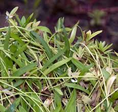 Image result for Cyperus margaritaceus