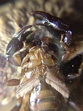 Camel spider vs a fat tail scorpion (nickname man killer) in iraq subscribe for more videos!! Scorpion Wikipedia