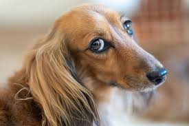 Dachshund puppies dogs for adoption classified ads in scottsdale. Ut R7xs4gqebqm