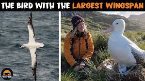 Wandering Albatross - The Eagle-Sized Albatross