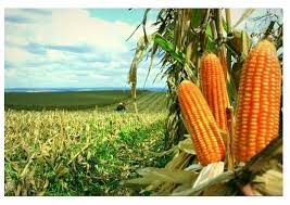 Silo Silagem De Milho Ensacada A Retirar Alimento Para Cavalo Egua Boi Vaca Artlimppl Loja2
