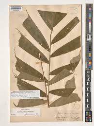 Image result for Aiphanes horrida