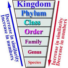 The linnaean system of classification was created by carolus linnaeus. Classifying Living Things Mrs Noon S 5th Grade