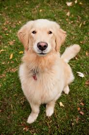 Canadian Golden Retriever Golden Retriever Female Golden Retriever Dog Friends