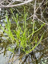 Image result for Wiesneria filifolia