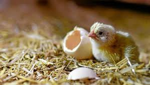 Liste des documents à fournir. Agriculture Volaille Concentration Acceleree Dans L Accouvage Ovocom