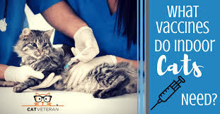 If cats don't run the risk of encountering disease, why do they need core vaccines (or titers) every three years? What Vaccines Do Indoor Cats Need