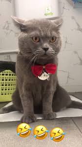 It Really Shocked Me Follow Board For More Funny Videos Cutestanimals Cutestanimalsever In 2020 Funny Animal Pictures Funny Cats Funny Animal Videos