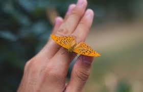 Orange is also the color of health and wellness. Significance Of Butterflies In Association With Death Lovetoknow