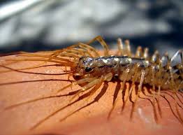 House Centipedes How To Prevent Centipedes Raid Bug Basics