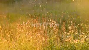 Free for commercial use no attribution required high quality images. Footage A Swarm Of Gnats Over The Field Plants Close Up Flowers Nature Field Plants Flies Insects