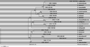 One Stop Shop Backbones Trees For Important Phytopathogenic Genera I 2014 Springerlink