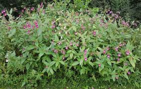 Image result for Impatiens purpureoviolacea