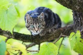 Cat gives birth to kittens in bird nest. Cute Kitten In A Tree Stock Photo Picture And Royalty Free Image Image 53689631