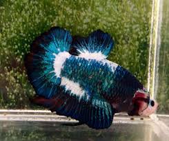 21 Thai Import Fancy Multicolor Big Male Giant Halfmoon Plakat Hmpk Betta Fish Betta Fish Betta Fish