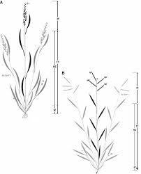 Image result for Urochloa oligobrachiata