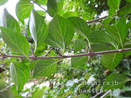 Image result for Canthium