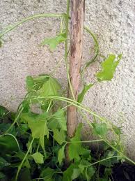 Handelt Es Sich Hier Um Eine Kletterpflanze Um Unkraut Oder Eine Bluhpflanze Garten
