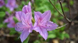 Azalea Poukhanense Korean The Landscape Of Us Azaleas Southern Garden Flowers