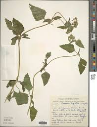 Image result for Coleotrype laurentii