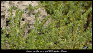Image result for Eriosema parviflorum