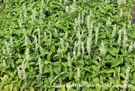 Image result for Justicia betonica