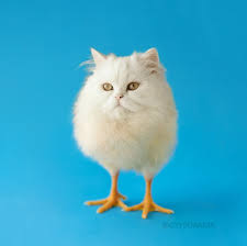 40 very funny photoshopped animal pictures and images. Funny Animal Photoshop Pictures