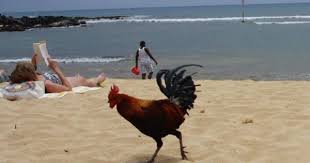 The Mystery Of The Hawaiian Chickens Wild Chicken Beautiful Chickens Chickens